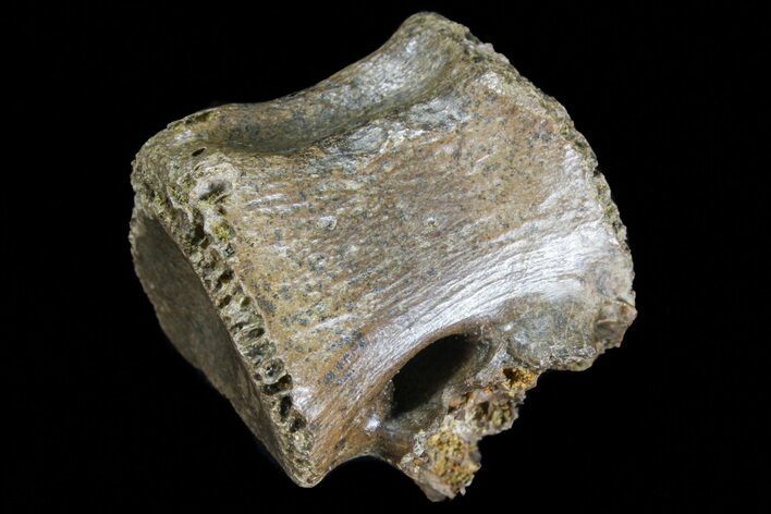 Theropod (Raptor) Vertebrae - Montana #73112